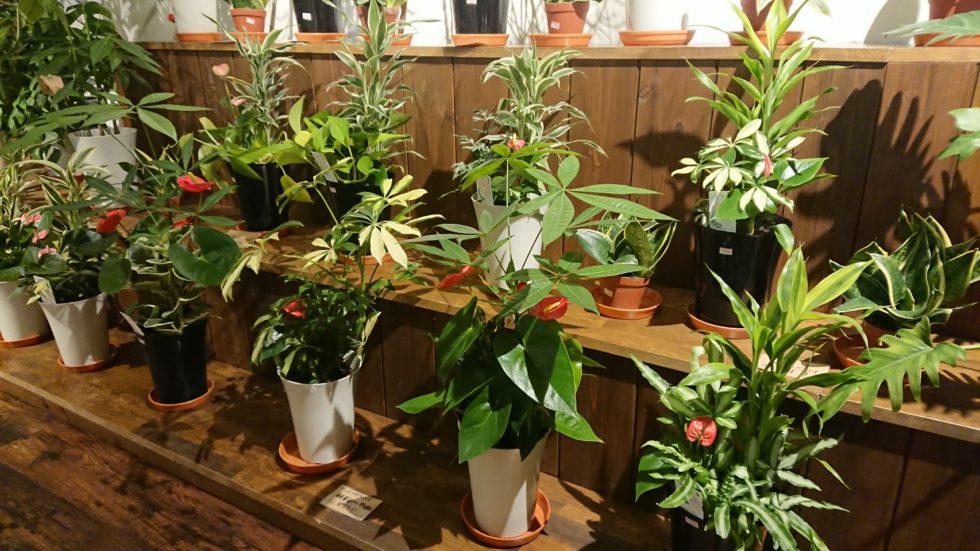 観葉植物19